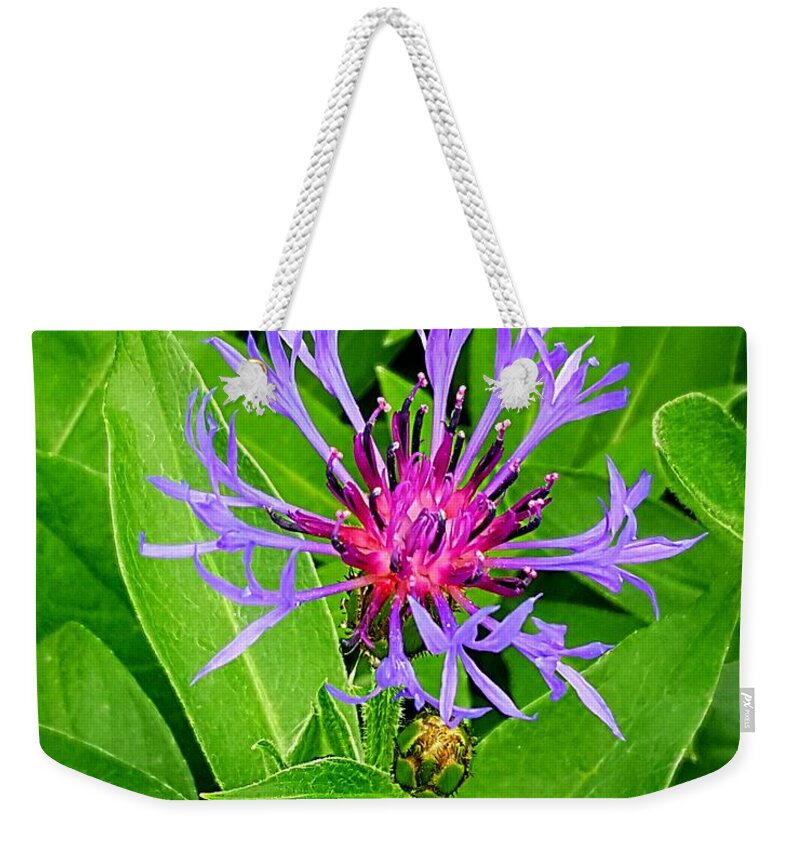 Lupins Weekender Tote Bag featuring the photograph Centaurea Montana by Michael Graham