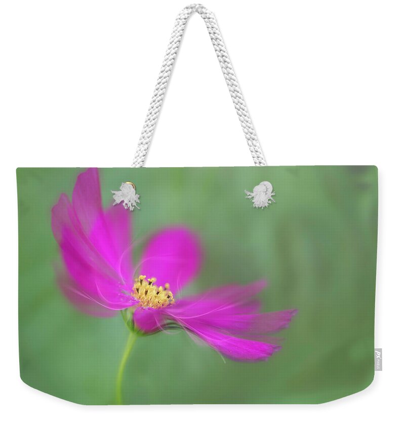 Macro Weekender Tote Bag featuring the photograph Cosmos gets ready for the prom. by Usha Peddamatham
