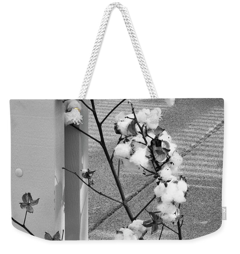 Cotton Plant Weekender Tote Bag featuring the photograph Cotton by Jessica Levant