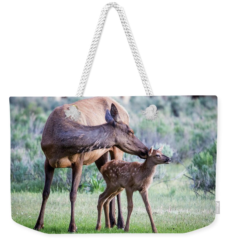 Elk Weekender Tote Bag featuring the photograph Cow and Calf Elk by Wesley Aston