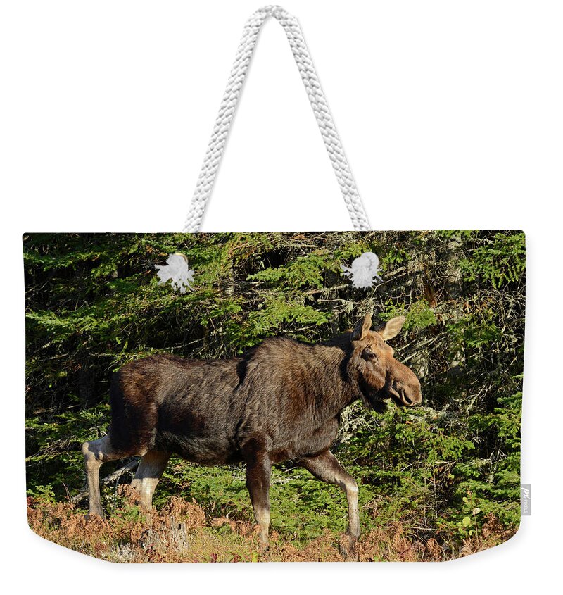 Moose Weekender Tote Bag featuring the photograph Cow Moose by Alana Ranney