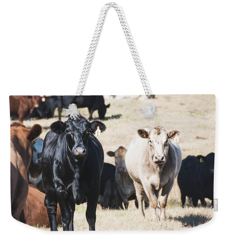 Farm Weekender Tote Bag featuring the photograph Cow portrait by Andrea Anderegg
