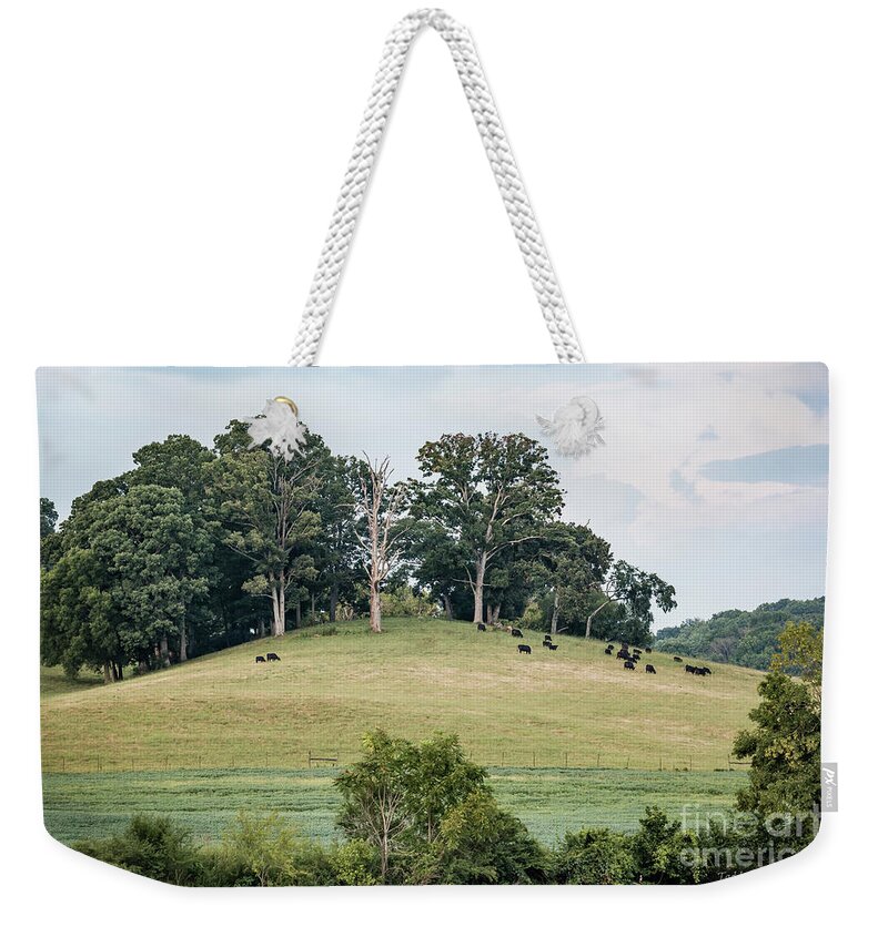 Ijams Nature Center Weekender Tote Bag featuring the photograph Cows On A Hill by Todd Blanchard