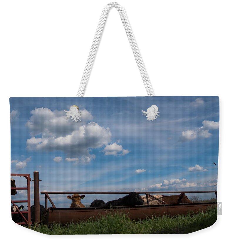Cow Weekender Tote Bag featuring the photograph Cows on the Farm by Holden The Moment