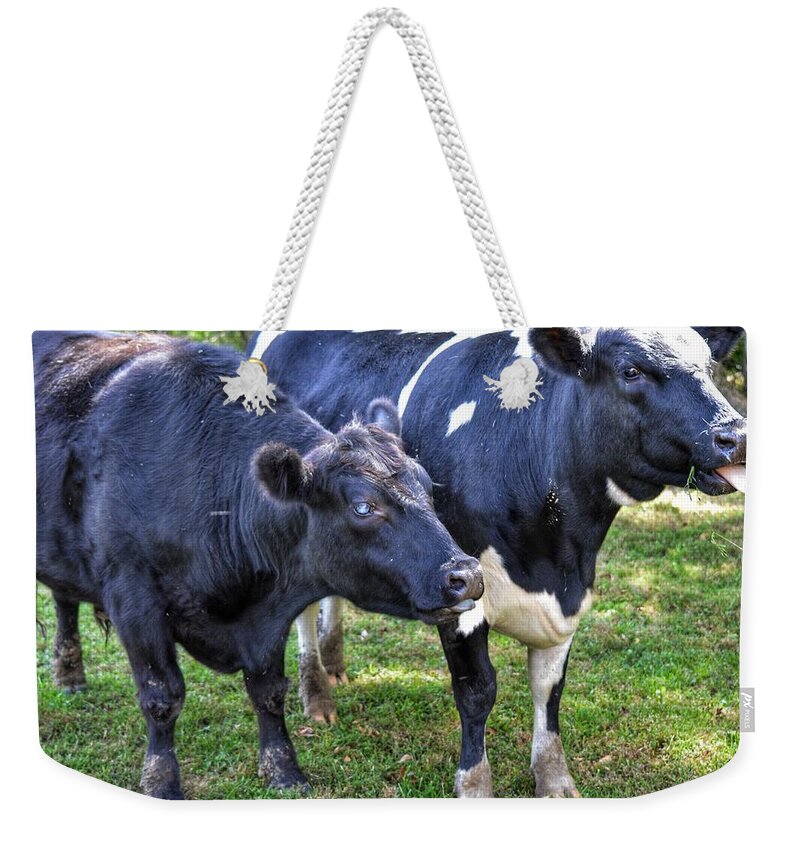 Cows Weekender Tote Bag featuring the photograph Cows sticking out tongues by Joseph Caban