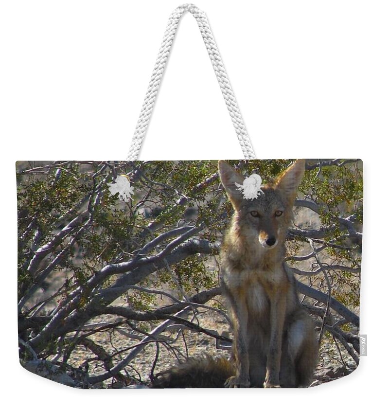 Coyote Weekender Tote Bag featuring the photograph Coyote 3 by Carl Moore