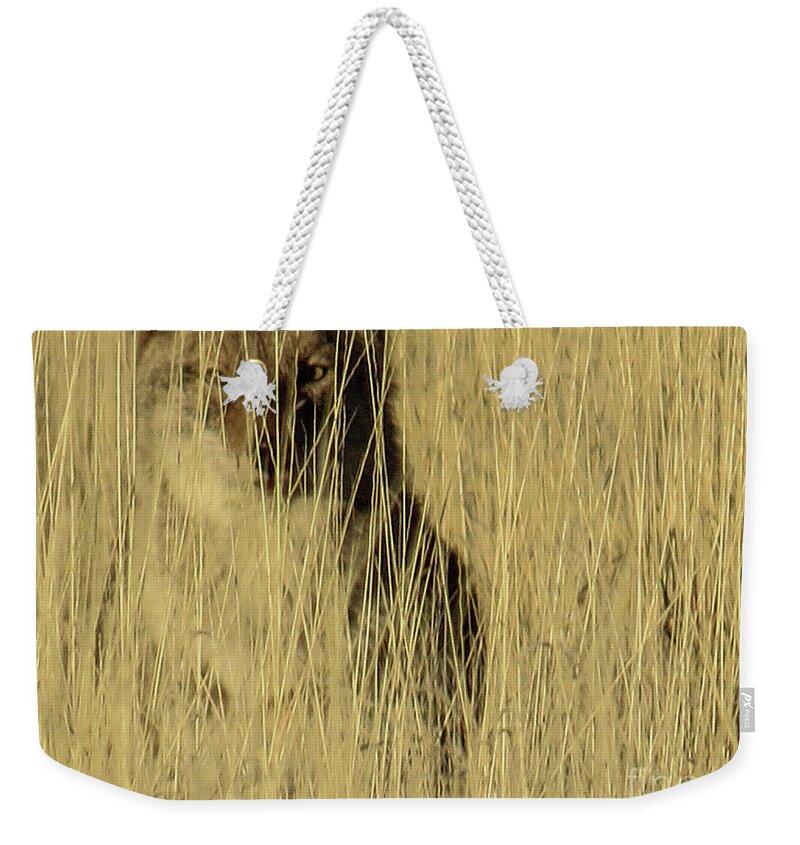 Coyote Weekender Tote Bag featuring the photograph Coyote 3 by Christy Garavetto