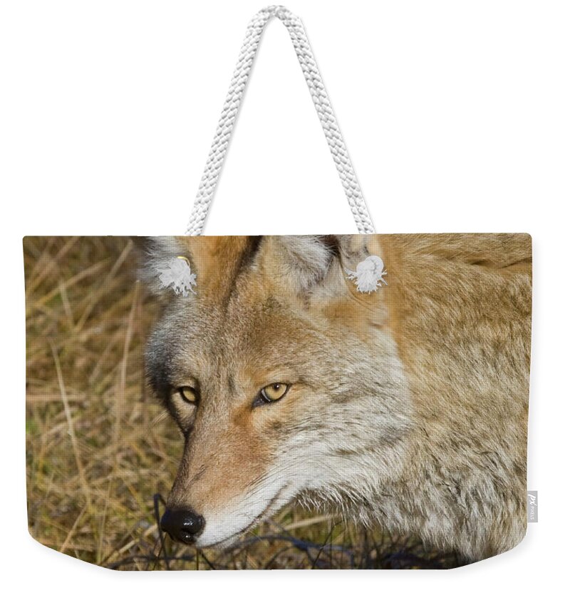 Wild Places Weekender Tote Bag featuring the photograph Coyote in the Wild by Mark Miller