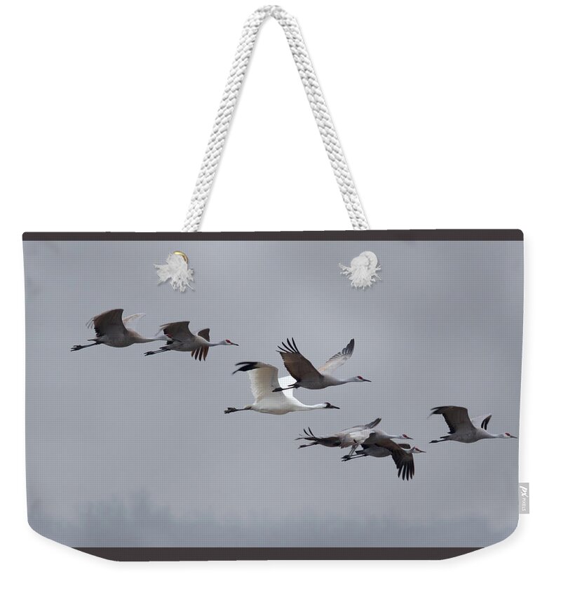 Whooping Crane Weekender Tote Bag featuring the photograph Cranes Flying by Susan Rissi Tregoning