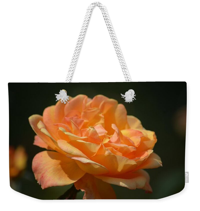 Creamsicle Rose Weekender Tote Bag featuring the photograph Creamsicle Rose by Maria Urso