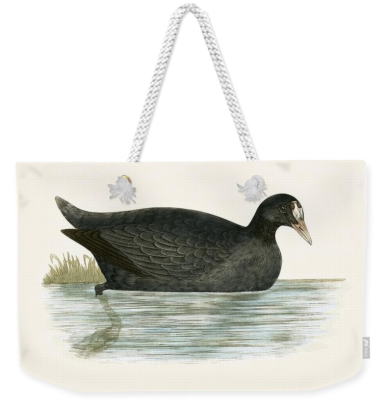 Bird Weekender Tote Bag featuring the painting Crested Coot by English School