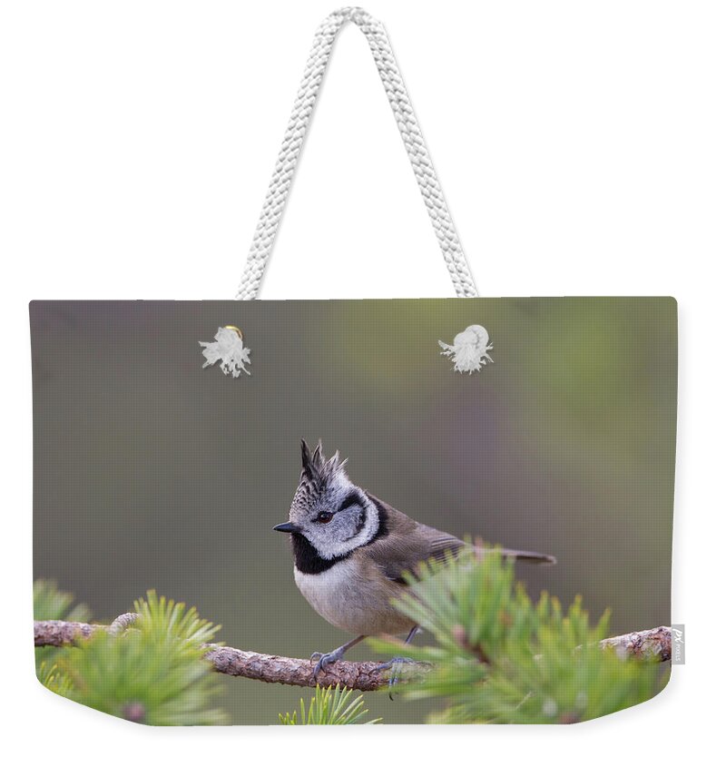 Crested Weekender Tote Bag featuring the photograph Crested Tit Pine by Pete Walkden