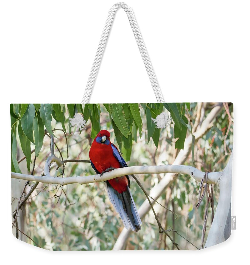 Bird Weekender Tote Bag featuring the photograph Crimson Rosella 4 - Canberra - Australia by Steven Ralser