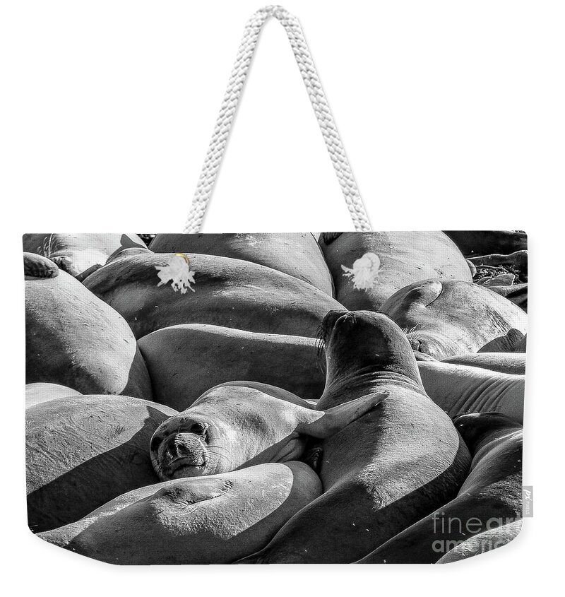 Animal Weekender Tote Bag featuring the photograph Cuddle Puddle by Adam Morsa