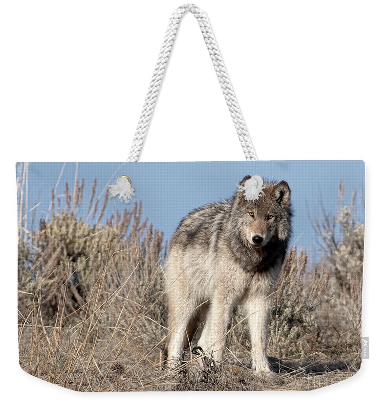 Grey Wolf Weekender Tote Bag featuring the photograph Curiosity by Deby Dixon