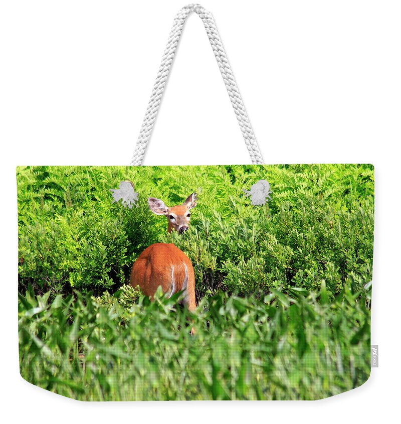White-tailed Deer Weekender Tote Bag featuring the photograph Curious and undecided by Gary Corbett