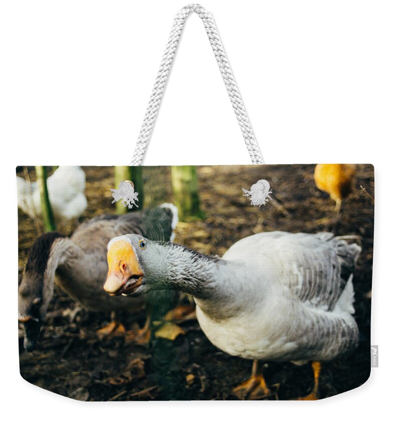 Close-up Weekender Tote Bag featuring the photograph Curious Grey Goose by Pati Photography