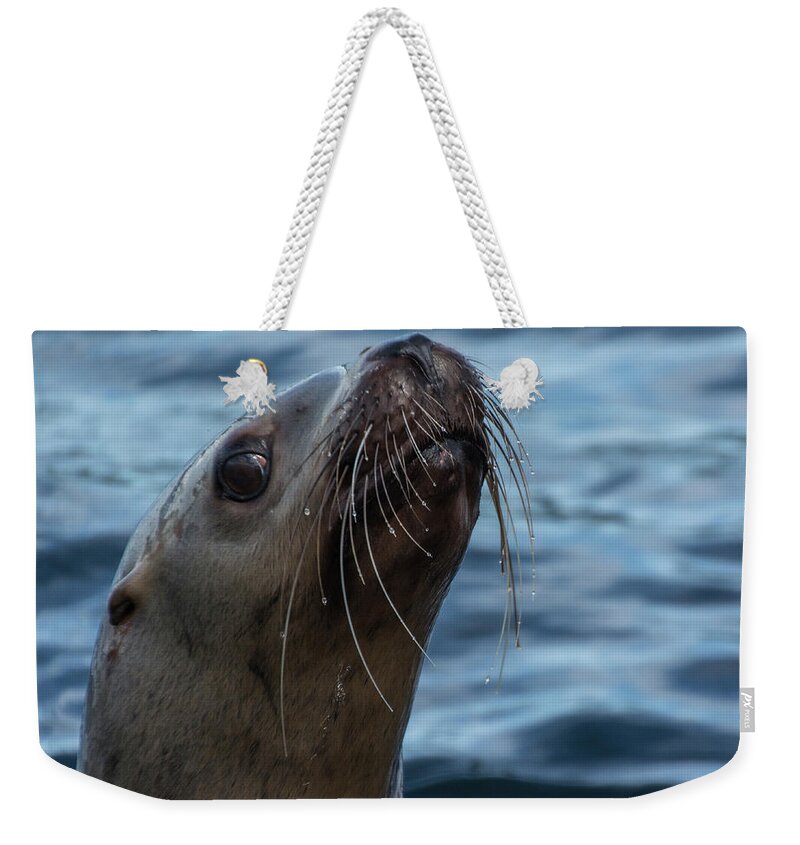Sea Lion Weekender Tote Bag featuring the photograph Curious Lion by David Kirby