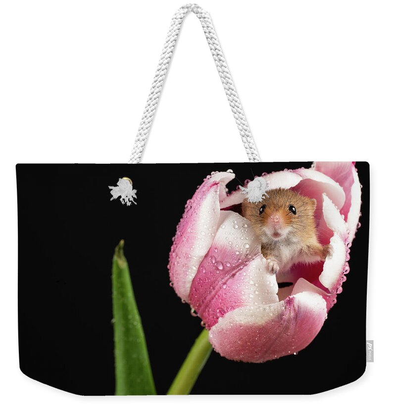Mouse Weekender Tote Bag featuring the photograph Curious little Fella by Framing Places