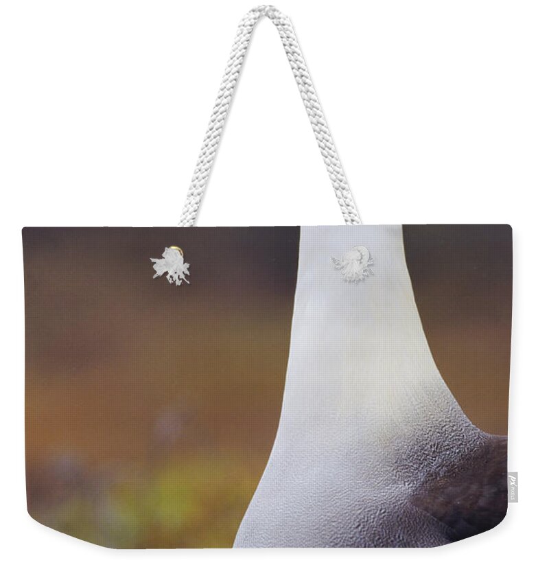 00141265 Weekender Tote Bag featuring the photograph Curious Waved Albatross by Tui De Roy