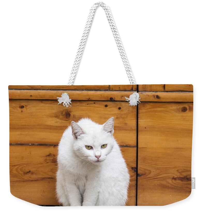 White Cat Sitting Up Weekender Tote Bag featuring the photograph Curious White Cat by Sally Weigand