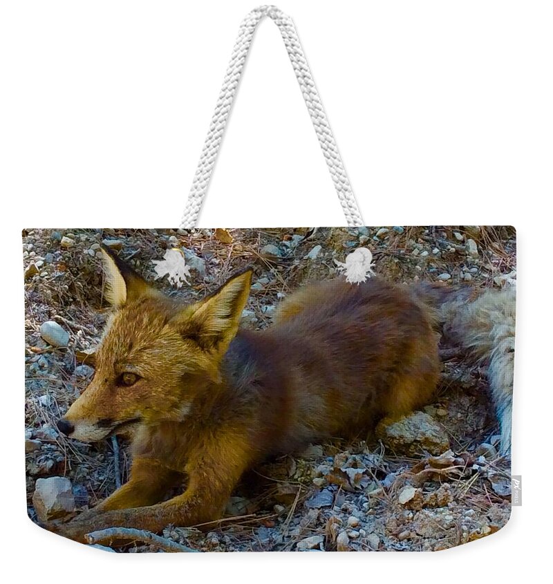 Colette Weekender Tote Bag featuring the photograph Cute Fox Friend by Colette V Hera Guggenheim