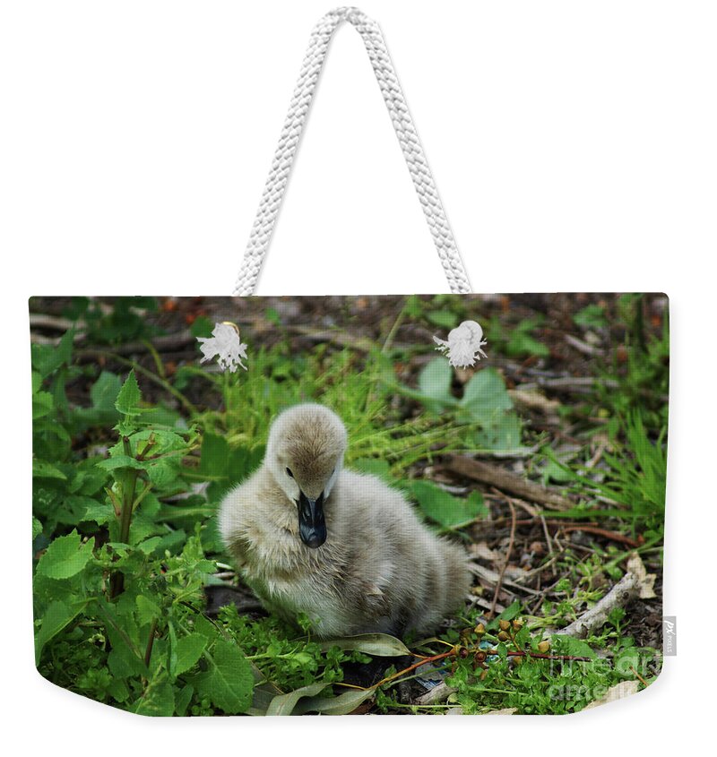 Cygnet Weekender Tote Bag featuring the photograph Cygnet by Cassandra Buckley