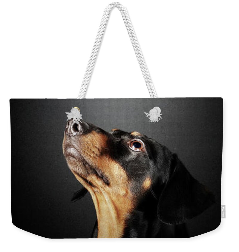 Dachshund Weekender Tote Bag featuring the photograph Dachshund looking up at salami by Johan Swanepoel