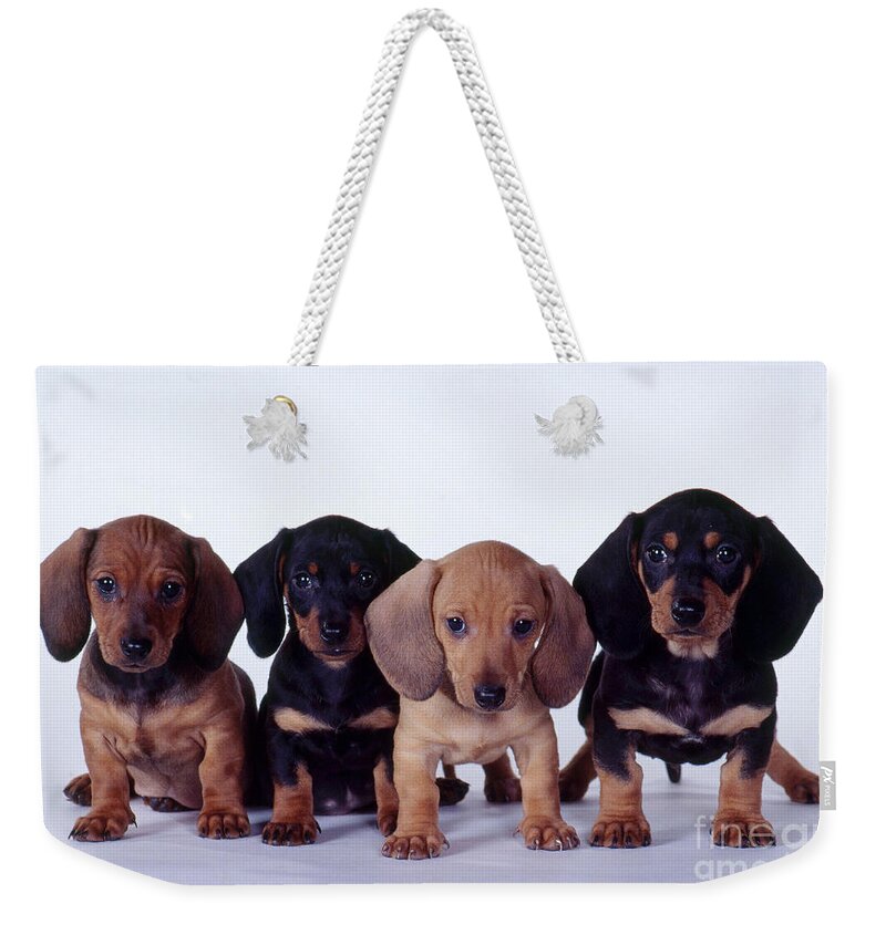 Dachshund Weekender Tote Bag featuring the photograph Dachshund Puppies by Carolyn McKeone and Photo Researchers