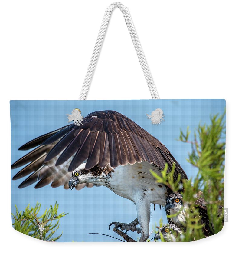 Nature Weekender Tote Bag featuring the photograph Daddy Osprey on Guard by Donald Brown