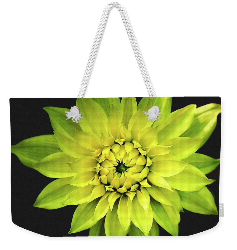 Dahlia Weekender Tote Bag featuring the photograph Dahlia in Yellow by Julie Palencia