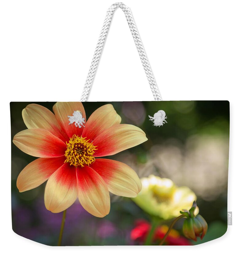 Dahlia Weekender Tote Bag featuring the photograph Dahlia Moonfire by Susan Rissi Tregoning