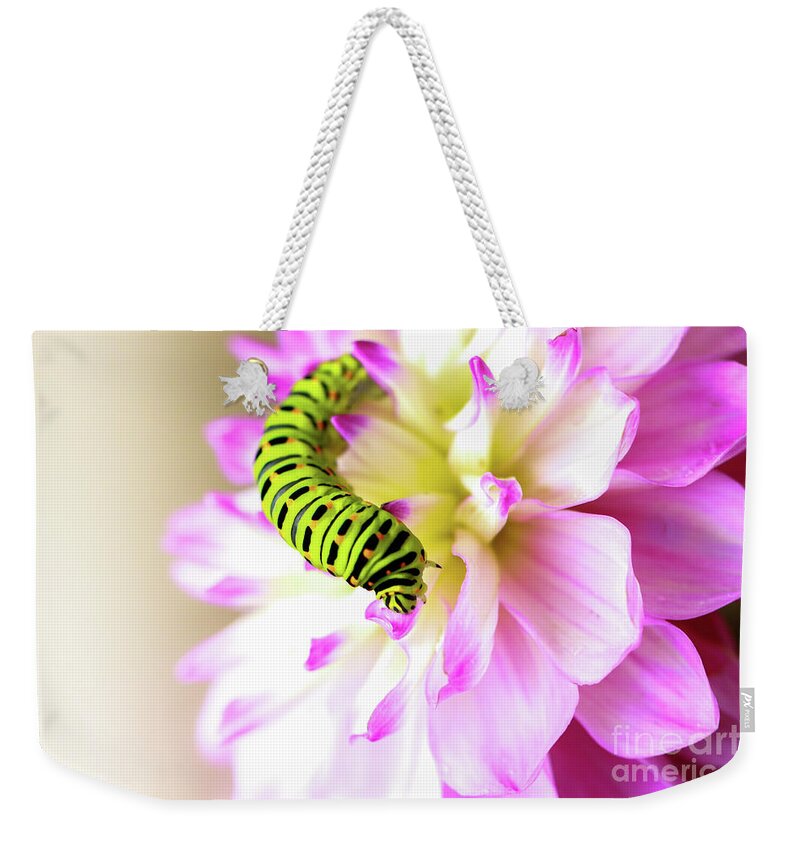 Dahlia Weekender Tote Bag featuring the photograph Dahlia with Caterpillar by Amanda Mohler