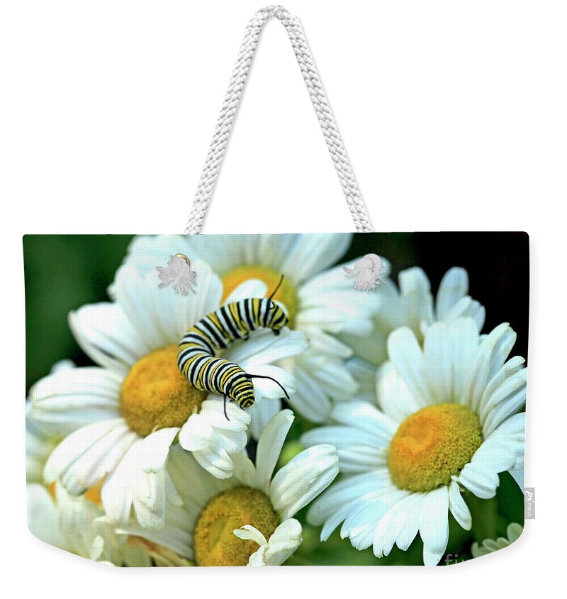 Daisy Photo Weekender Tote Bag featuring the photograph Daisy and Monarch Caterpillar Photo by Luana K Perez