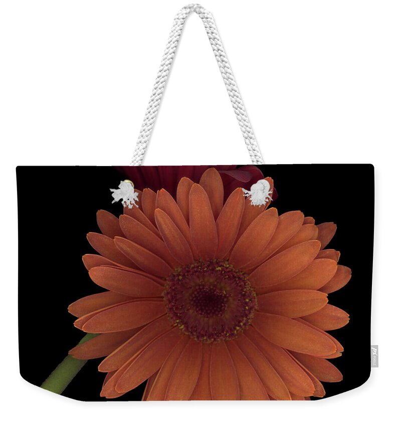 Gerber Weekender Tote Bag featuring the photograph Daisy Tilt by Heather Kirk