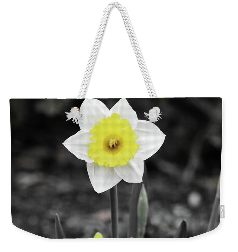 Daffodil Weekender Tote Bag featuring the photograph Dallas Daffodils 13 by Pamela Critchlow