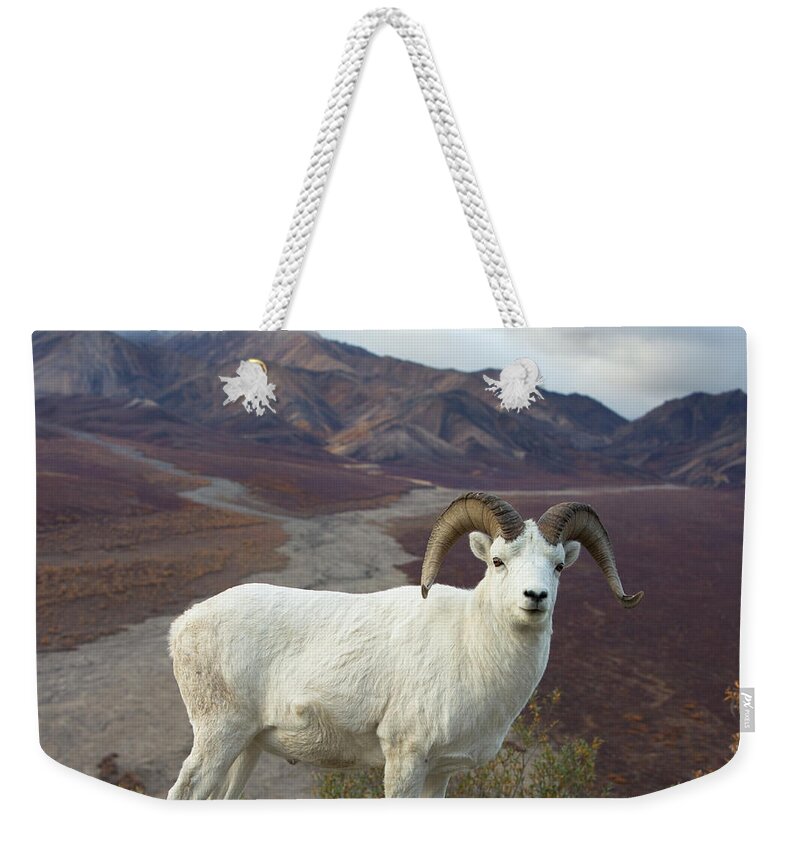 00440953 Weekender Tote Bag featuring the photograph Dalls Sheep in Denali by Yva Momatiuk John Eastcott