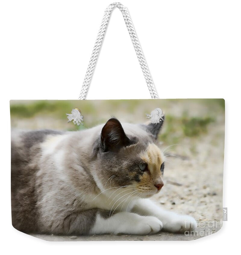 Animal Weekender Tote Bag featuring the photograph Danni Girl 2 by Teresa Zieba