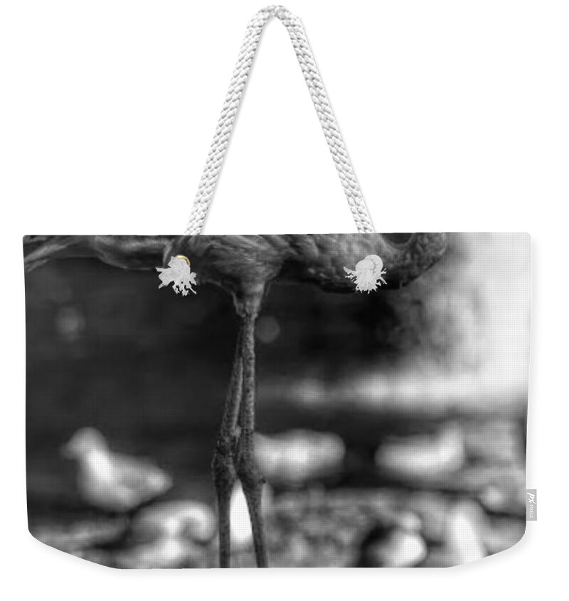 Flamingo Weekender Tote Bag featuring the photograph Dark Side of the Pond by Stoney Lawrentz