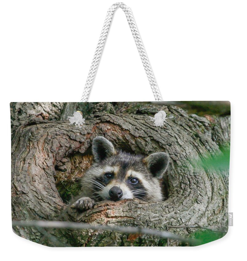 Raccoon Weekender Tote Bag featuring the photograph Daydreaming by Gina Fitzhugh