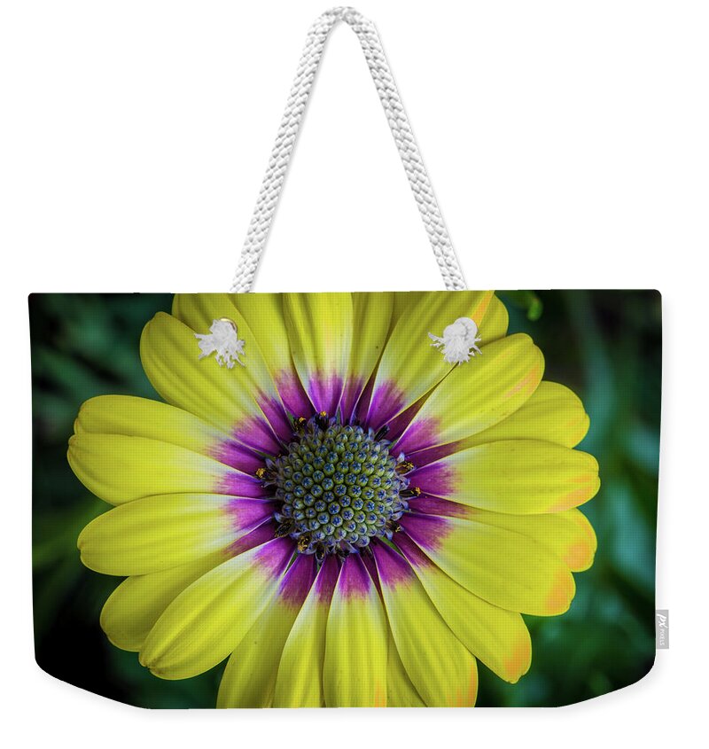 Daisy Weekender Tote Bag featuring the photograph Dayzee by Keith Hawley
