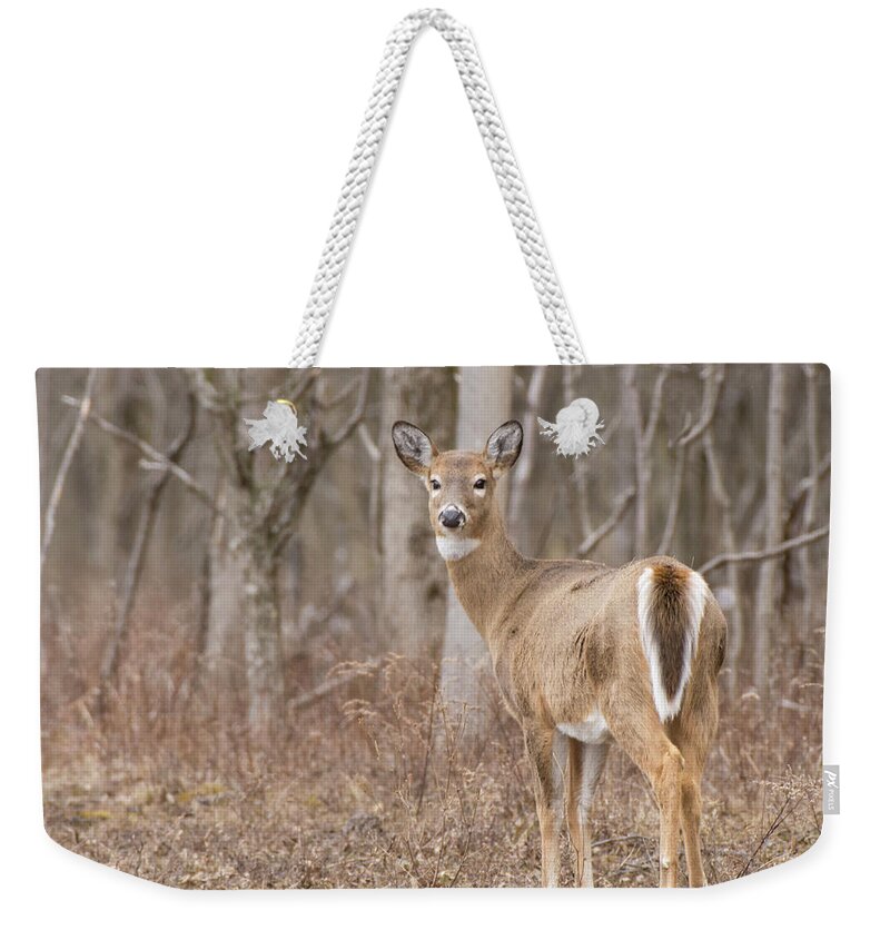 White-tail Weekender Tote Bag featuring the photograph Deer 3 by Deborah Ritch