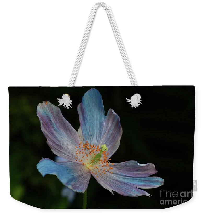 Flower Weekender Tote Bag featuring the photograph Delicate Blue by Cindy Manero