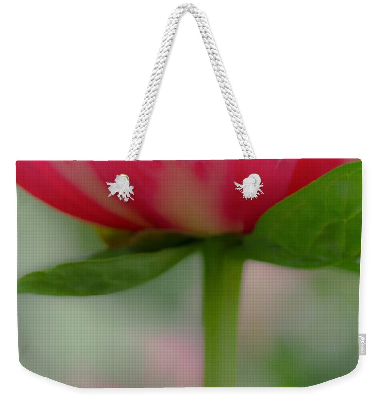 Poppy Weekender Tote Bag featuring the photograph Delicate Poppy by Don Schwartz