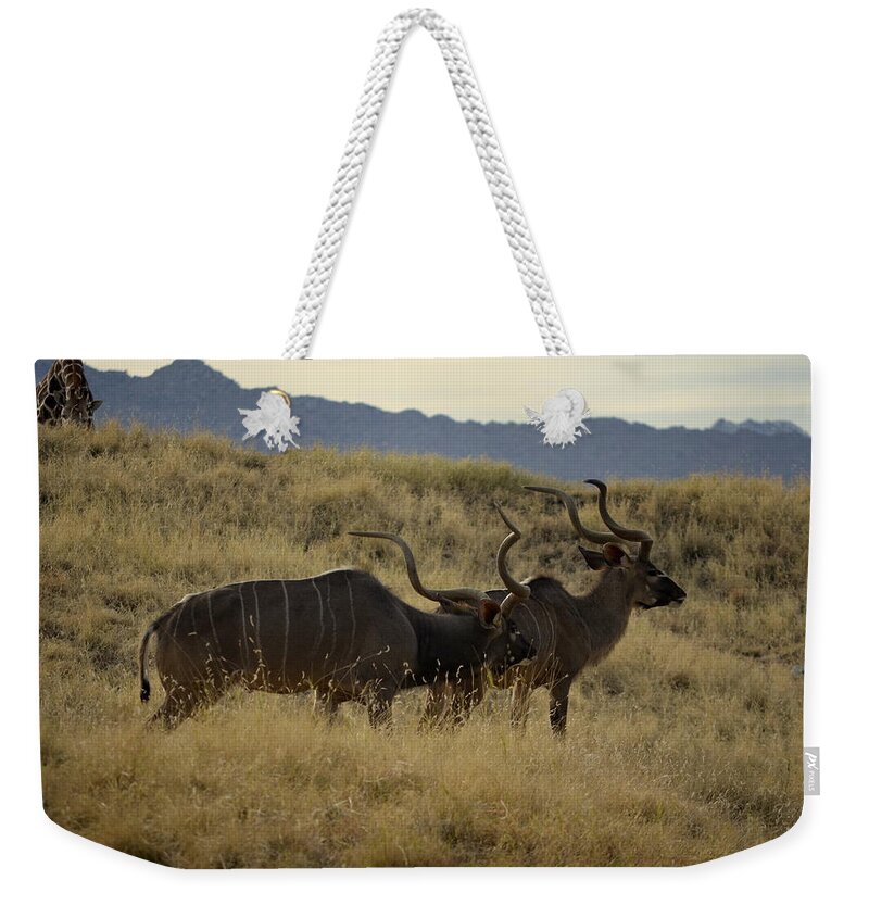 Desert Weekender Tote Bag featuring the photograph Desert Palm LANDSCAPE by Guy Hoffman