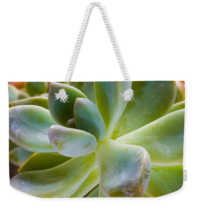 Beautiful Weekender Tote Bag featuring the photograph Blue Pearl Plant by Raul Rodriguez