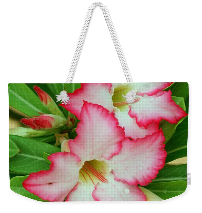 Flower Weekender Tote Bag featuring the photograph Desert Rose with buds and water by Larry Nieland