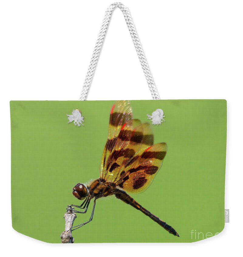 Halloween Pennant Dragonfly Weekender Tote Bag featuring the photograph Detailed Dragonfly by Cheryl Baxter