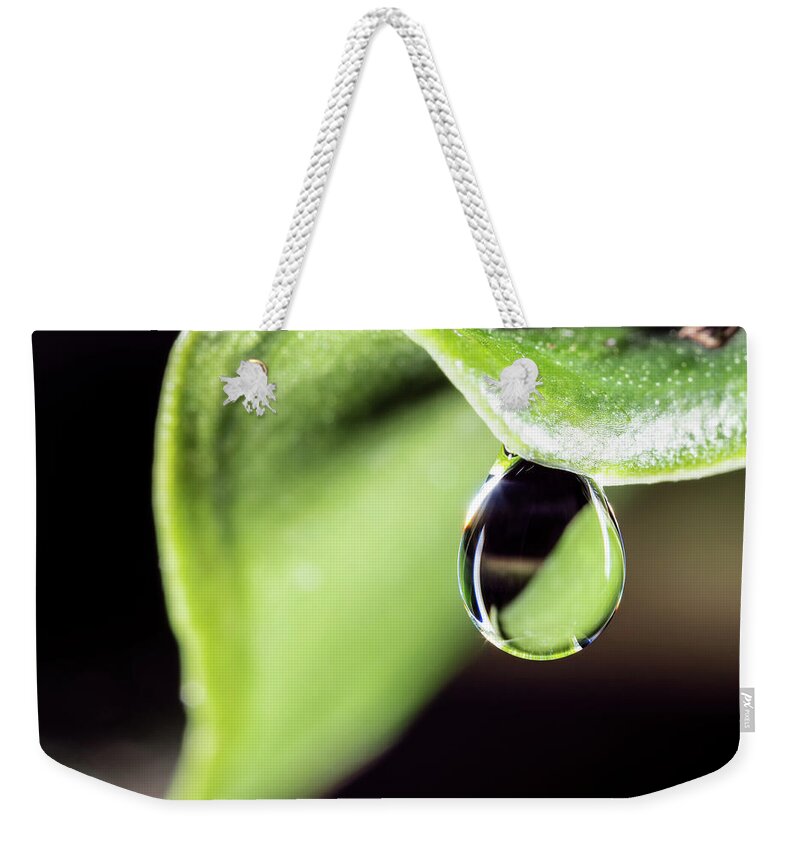 Dew Drop Plant Leaf Leaves Macro Closeup Close Up Botany Weekender Tote Bag featuring the photograph Dew drop by Brian Hale