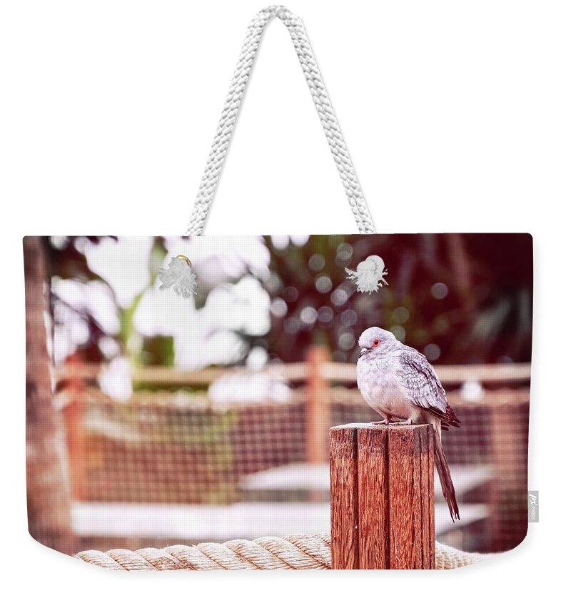 Pigeon Weekender Tote Bag featuring the photograph Diamond in the garden by Jaroslav Buna